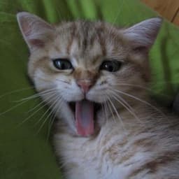 Jonathan Baranzini's picture